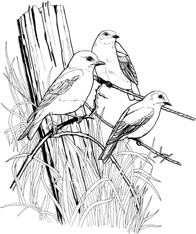 Eastern Blue Birds On Barbed Wire Coloring Page